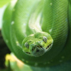 piton Python serpent serpiente Pythonidae Snake piton Snake Pythonidae Python serpiente serpent Morelia_viridis_4
