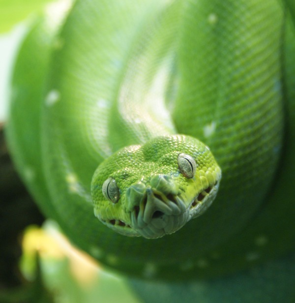 piton Python serpent serpiente Pythonidae Snake piton Snake Pythonidae Python serpiente serpent Morelia_viridis_4