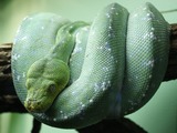 piton Pythonidae Snake Python serpent serpiente Morelia_viridis_9