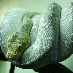 piton Pythonidae Snake Python serpent serpiente Morelia_viridis_9