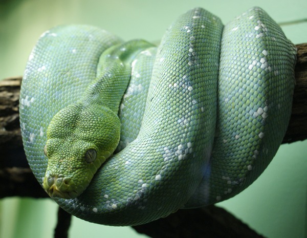 piton Pythonidae Snake Python serpent serpiente Morelia_viridis_9