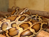 piton Pythonidae serpent Snake Python serpiente Python_molure_13