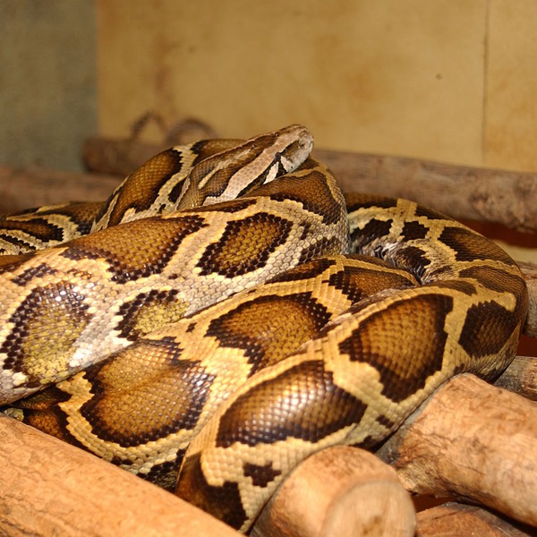 piton Pythonidae serpent Snake Python serpiente Python_molure_13
