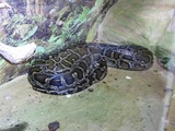 piton Pythonidae serpent Snake serpiente Python Tigerphyton_1500