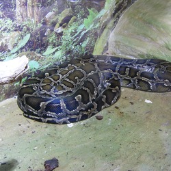 piton Pythonidae serpent Snake serpiente Python Tigerphyton_1500
