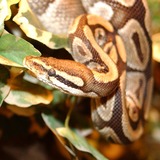 Reptiles