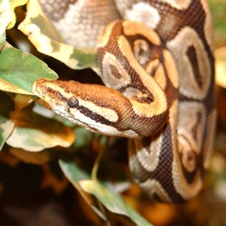 piton Snake serpiente Pythonidae serpent Python Python_royal_35