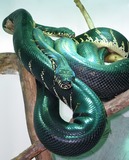 Python