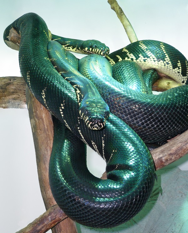 piton serpent Python Pythonidae Snake serpiente piton Pythonidae Snake Python serpiente serpent Adult_pair_of_Morelia_boeleni