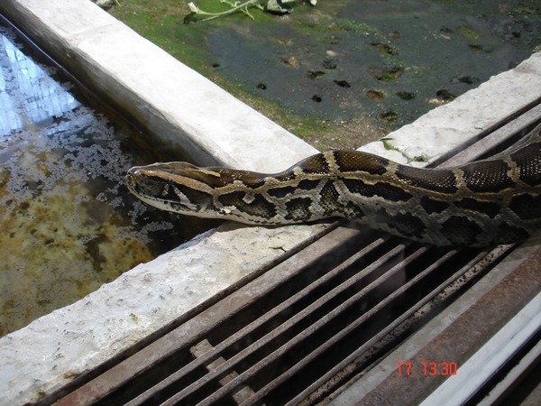 piton serpent Pythonidae Python serpiente Snake serpent Python piton serpiente Snake Pythonidae piton Snake serpent serpiente Python Pythonidae Burmese_python