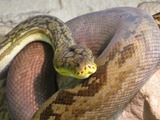piton serpiente Python Pythonidae Snake serpent Python_timoriensis_Tropicario_2