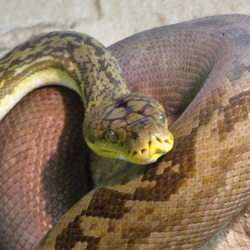 piton serpiente Python Pythonidae Snake serpent Python_timoriensis_Tropicario_2