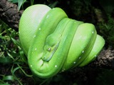 piton serpiente Python Pythonidae serpent Snake serpiente piton serpent Snake Pythonidae Python Morelia-viridis_edit1
