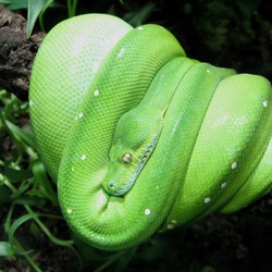 piton serpiente Python Pythonidae serpent Snake serpiente piton serpent Snake Pythonidae Python Morelia-viridis_edit1