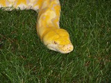 piton serpiente serpent Snake Pythonidae Python Reticulated_python_albino_head_MN_2007