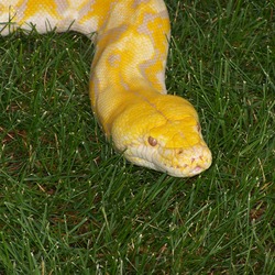 piton serpiente serpent Snake Pythonidae Python Reticulated_python_albino_head_MN_2007