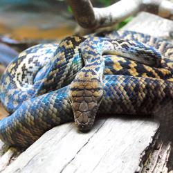 serpent Python Pythonidae Snake piton serpiente serpiente Pythonidae serpent Snake Python piton piton serpent Pythonidae Snake Python serpiente Morelia_kinghorni_Australia_Zoo