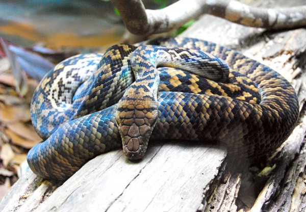 serpent Python Pythonidae Snake piton serpiente serpiente Pythonidae serpent Snake Python piton piton serpent Pythonidae Snake Python serpiente Morelia_kinghorni_Australia_Zoo