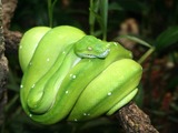 serpent Python Snake serpiente Pythonidae piton serpiente serpent piton Snake Pythonidae Python Green_Python_Berlin_Zoo