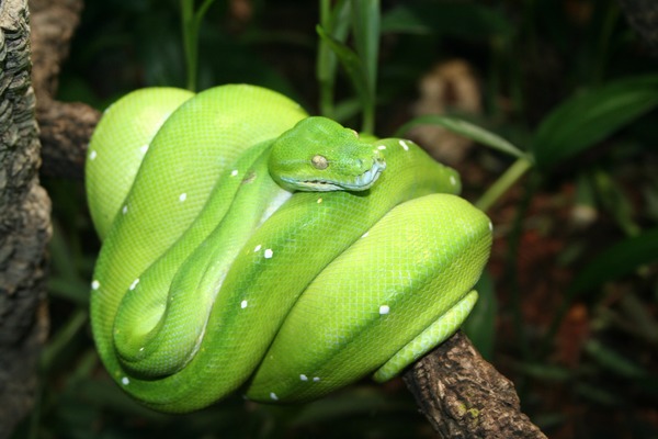 serpent Python Snake serpiente Pythonidae piton serpiente serpent piton Snake Pythonidae Python Green_Python_Berlin_Zoo