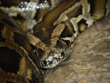 serpent Python piton Snake serpiente Pythonidae serpiente Pythonidae Snake Python piton serpent BurmesePython_CincinnatiZoo