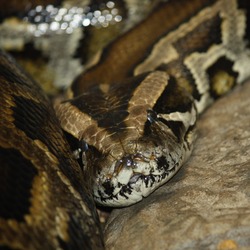 serpent Python piton Snake serpiente Pythonidae serpiente Pythonidae Snake Python piton serpent BurmesePython_CincinnatiZoo
