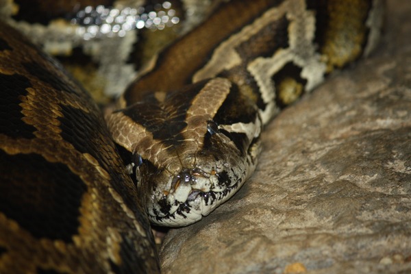 serpent Python piton Snake serpiente Pythonidae serpiente Pythonidae Snake Python piton serpent BurmesePython_CincinnatiZoo