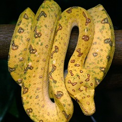 serpent Python piton Snake serpiente Pythonidae serpiente serpent Snake Python Pythonidae piton BaumpythonFarbwechsel