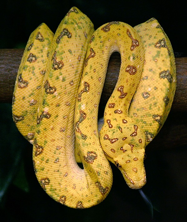 serpent Python piton Snake serpiente Pythonidae serpiente serpent Snake Python Pythonidae piton BaumpythonFarbwechsel