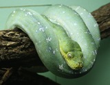 Reptiles