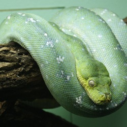 serpent Python serpiente Snake Pythonidae piton serpent Snake Python piton serpiente Pythonidae Morelia_viridis_10