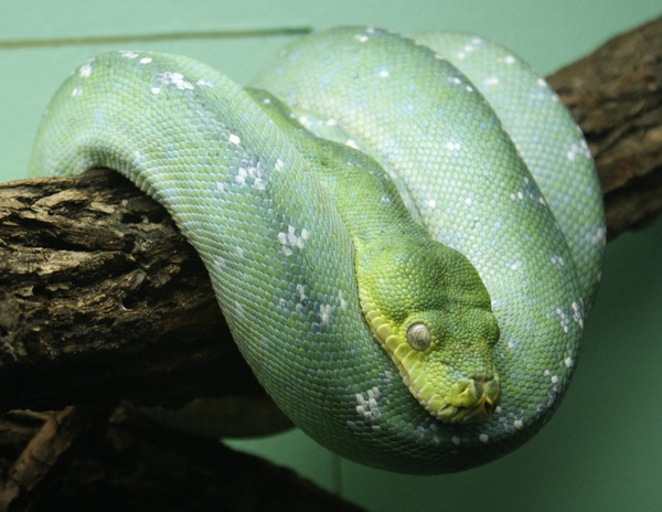serpent Python serpiente Snake Pythonidae piton serpent Snake Python piton serpiente Pythonidae Morelia_viridis_10