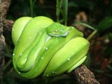 serpent Pythonidae Python serpiente piton Snake Snake piton Python serpent serpiente Pythonidae Morelia_viridis_(Berlin_Zoo)