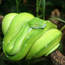 serpent Pythonidae Python serpiente piton Snake Snake piton Python serpent serpiente Pythonidae Morelia_viridis_(Berlin_Zoo)