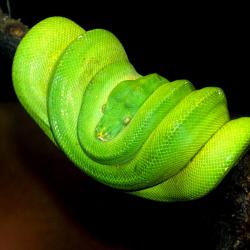serpent Snake Pythonidae piton Python serpiente serpiente Python Snake Pythonidae serpent piton Python serpent Pythonidae Snake serpiente piton Morelia_viridis_1