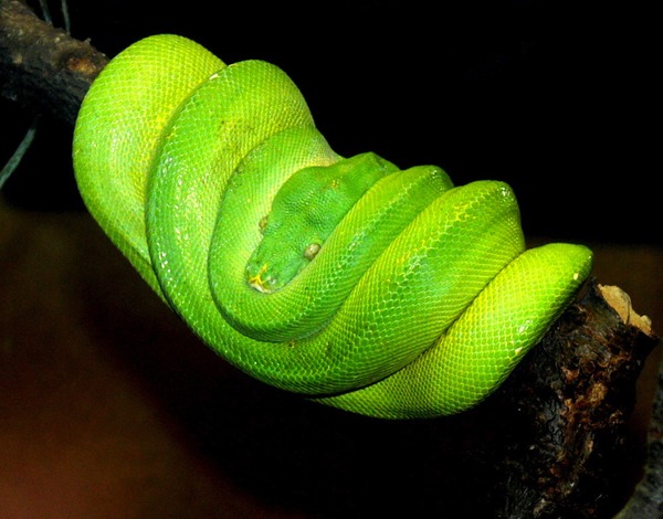 serpent Snake Pythonidae piton Python serpiente serpiente Python Snake Pythonidae serpent piton Python serpent Pythonidae Snake serpiente piton Morelia_viridis_1