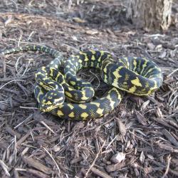 serpent Snake serpiente Pythonidae piton Python Pythonidae serpent Python piton Snake serpiente piton Python Pythonidae serpiente Snake serpent JunCarpet_0279