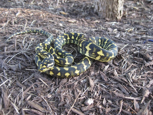 serpent Snake serpiente Pythonidae piton Python Pythonidae serpent Python piton Snake serpiente piton Python Pythonidae serpiente Snake serpent JunCarpet_0279