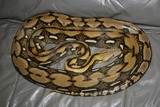 Reptiles