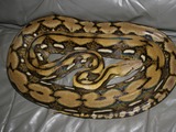 serpent piton Pythonidae serpiente Snake Python Reticulated_python_MP1