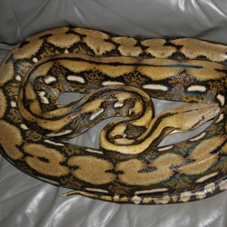 serpent piton Pythonidae serpiente Snake Python Reticulated_python_MP1