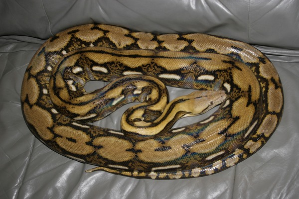 serpent piton Pythonidae serpiente Snake Python Reticulated_python_MP1
