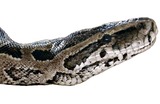 Reptiles