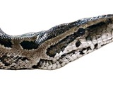 serpent piton Snake Pythonidae serpiente Python serpent serpiente Python piton Pythonidae Snake Python_natalensis-Head