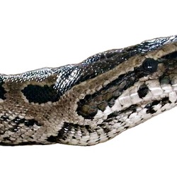 serpent piton Snake Pythonidae serpiente Python serpent serpiente Python piton Pythonidae Snake Python_natalensis-Head