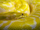 serpent serpiente Pythonidae Snake piton Python Yellow_python_Oslo_Reptilpark