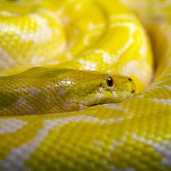 serpent serpiente Pythonidae Snake piton Python Yellow_python_Oslo_Reptilpark