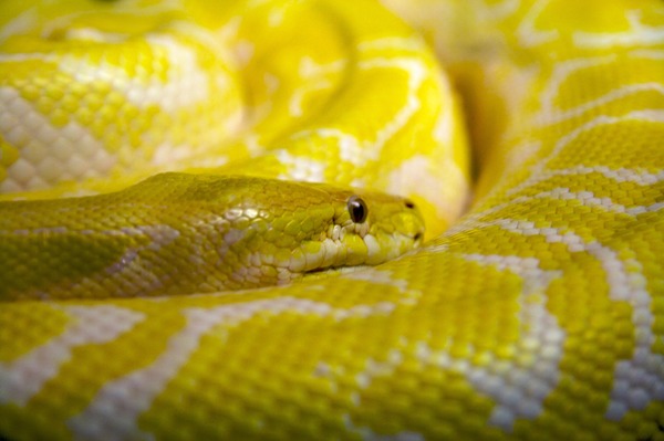 serpent serpiente Pythonidae Snake piton Python Yellow_python_Oslo_Reptilpark