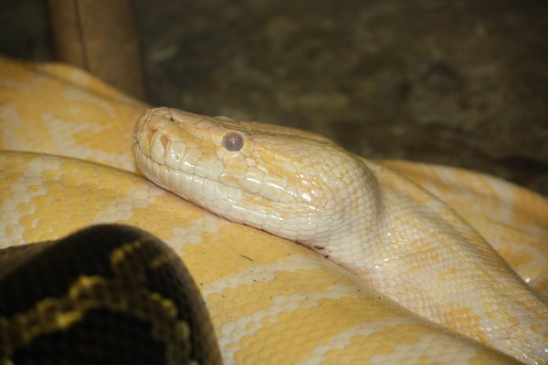 serpent serpiente Pythonidae piton Python Snake Snake serpiente piton Python serpent Pythonidae piton Snake Pythonidae serpent Python serpiente Burmese_Python_001