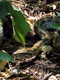 serpent serpiente Snake Python piton Pythonidae serpiente Snake Python piton serpent Pythonidae Rock_python_crop